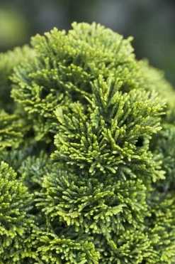 Chamaecyparis obtusa 'Nana Gracilis' (Schijn-cipres 'Nana Gracilis')