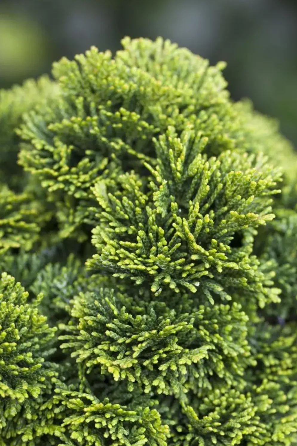 Chamaecyparis obtusa 'Nana Gracilis' (Schijn-cipres 'Nana Gracilis')
