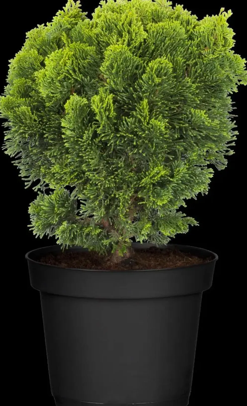 Chamaecyparis obtusa 'Nana Gracilis' (Schijn-cipres 'Nana Gracilis')