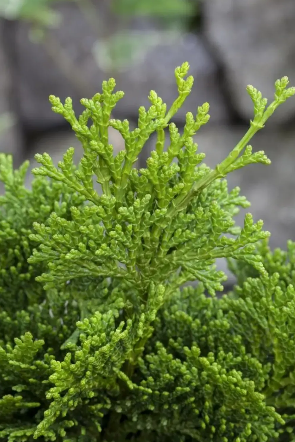 Chamaecyparis obtusa 'Nana Gracilis' (Schijn-cipres 'Nana Gracilis')
