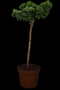 Chamaecyparis obtusa 'Nana Gracilis' (Schijn-cipres 'Nana Gracilis')