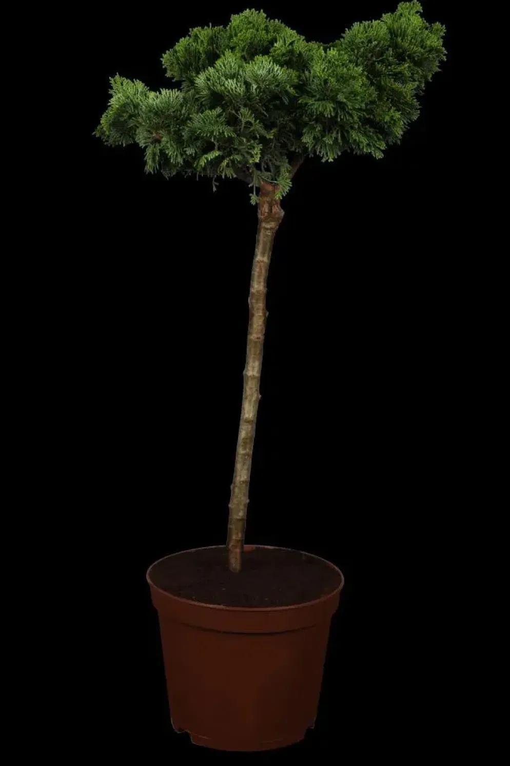Chamaecyparis obtusa 'Nana Gracilis' (Schijn-cipres 'Nana Gracilis')