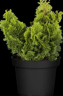 Chamaecyparis obtusa 'Nana Gracilis' (Schijn-cipres 'Nana Gracilis')