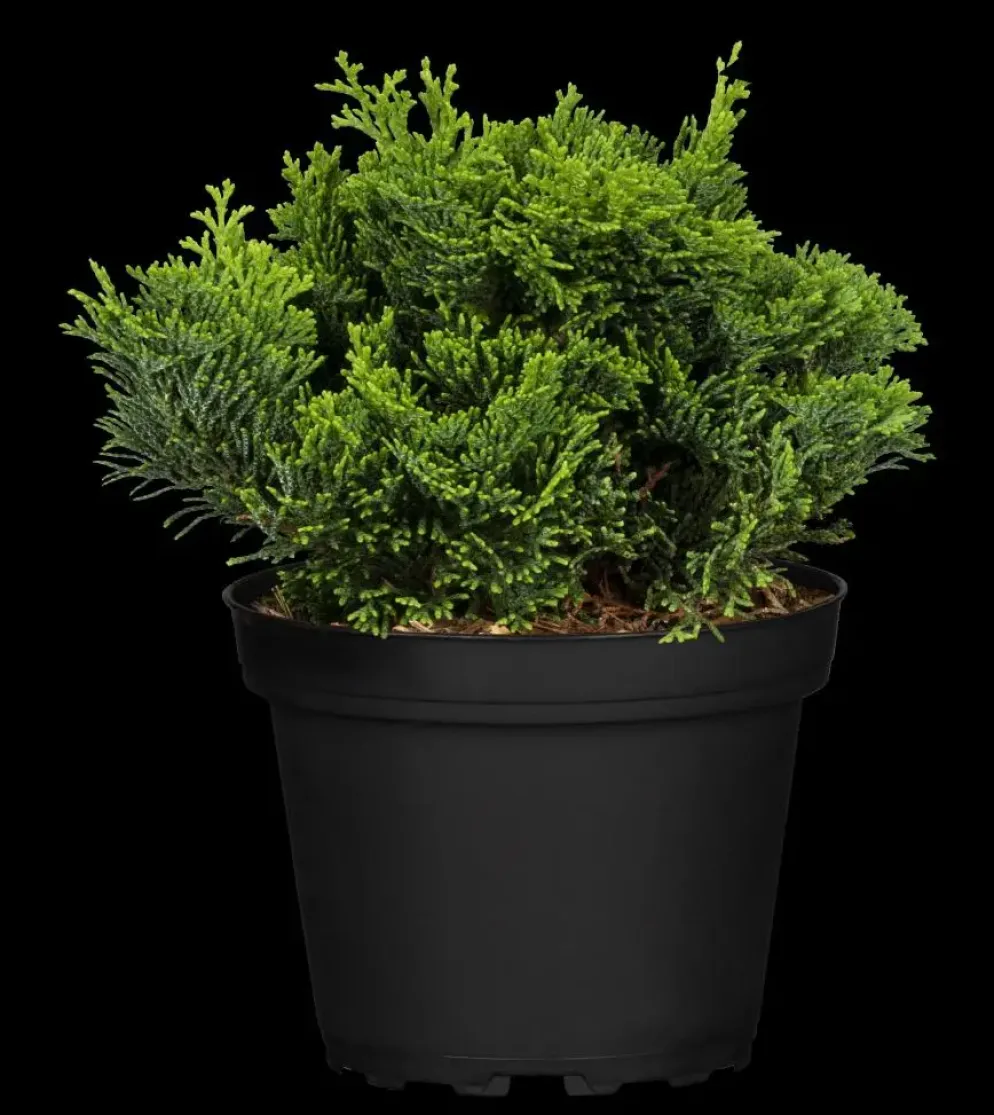 Chamaecyparis obtusa 'Nana Gracilis' (Schijn-cipres 'Nana Gracilis')