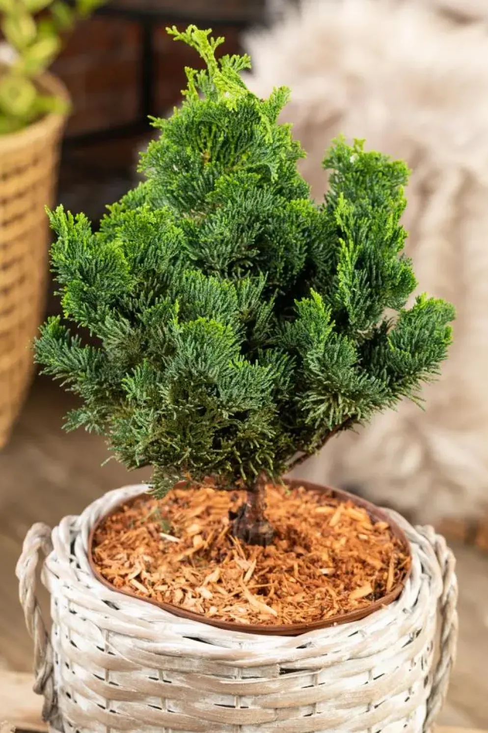 Chamaecyparis obtusa 'Nana Gracilis' (Schijn-cipres 'Nana Gracilis')