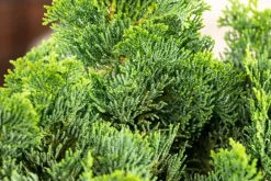 Chamaecyparis obtusa 'Nana Gracilis' (Schijn-cipres 'Nana Gracilis')