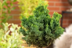 Chamaecyparis obtusa 'Nana Gracilis' (Schijn-cipres 'Nana Gracilis')