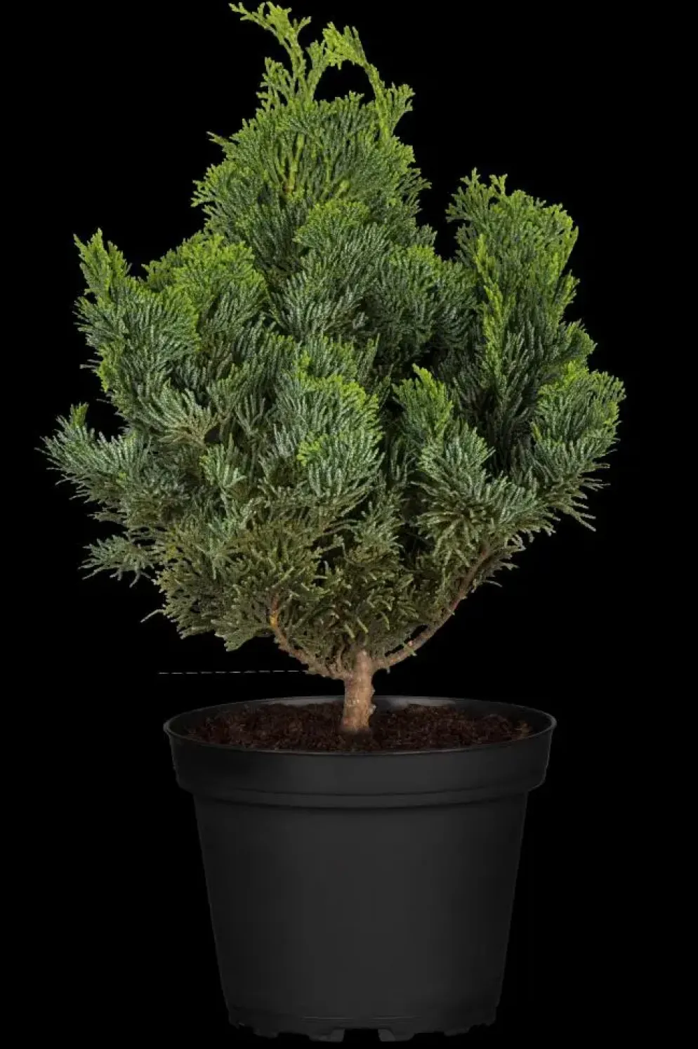 Chamaecyparis obtusa 'Nana Gracilis' (Schijn-cipres 'Nana Gracilis')