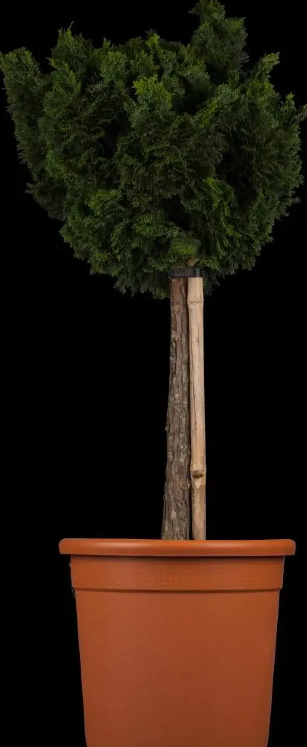 Chamaecyparis obtusa 'Nana Gracilis' (Schijn-cipres 'Nana Gracilis')