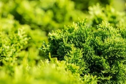 Chamaecyparis obtusa 'Nana Gracilis' (Schijn-cipres 'Nana Gracilis')