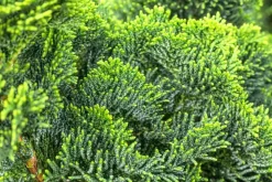 Chamaecyparis obtusa 'Nana Gracilis' (Schijn-cipres 'Nana Gracilis')
