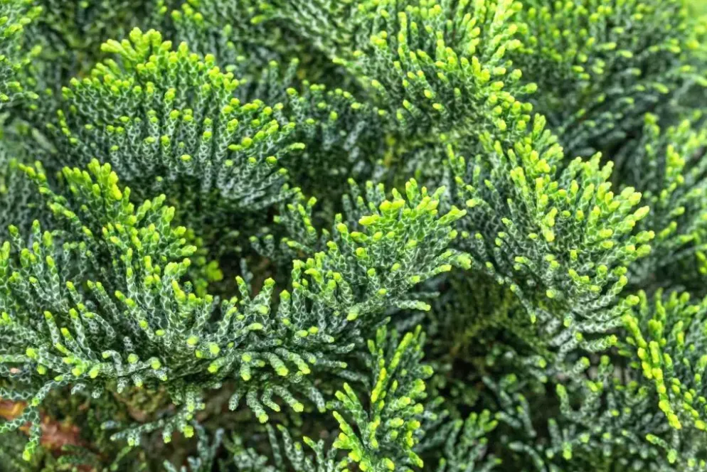 Chamaecyparis obtusa 'Nana Gracilis' (Schijn-cipres 'Nana Gracilis')
