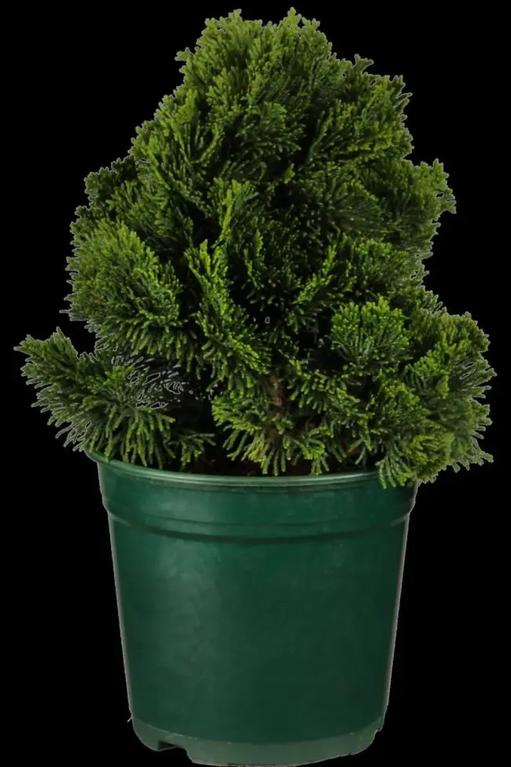 Chamaecyparis obtusa 'Nana Gracilis' (Schijn-cipres 'Nana Gracilis')