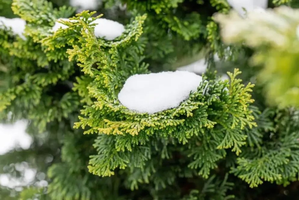 Chamaecyparis obtusa 'Nana Gracilis' (Schijn-cipres 'Nana Gracilis')