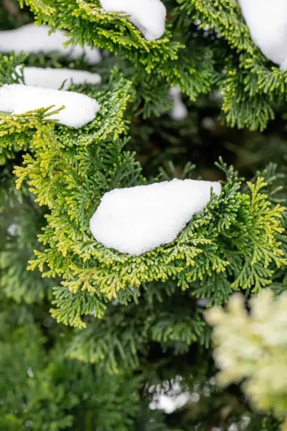 Chamaecyparis obtusa 'Nana Gracilis' (Schijn-cipres 'Nana Gracilis')