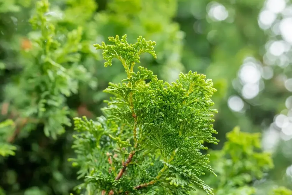 Chamaecyparis obtusa 'Nana Gracilis' (Schijn-cipres 'Nana Gracilis')