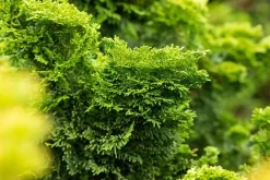 Chamaecyparis obtusa 'Nana Gracilis' (Schijn-cipres 'Nana Gracilis')
