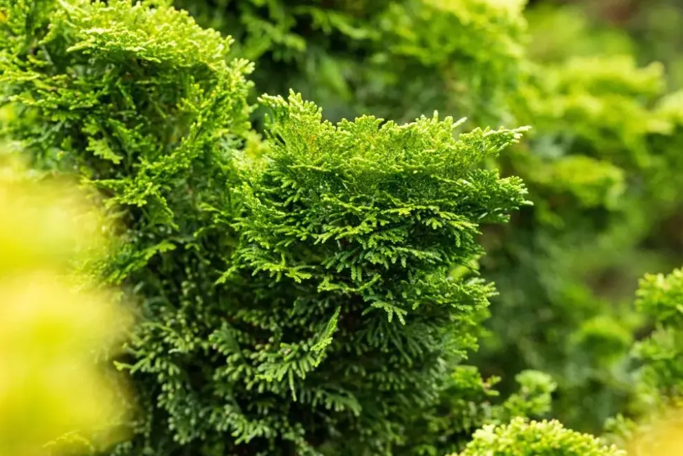 Chamaecyparis obtusa 'Nana Gracilis' (Schijn-cipres 'Nana Gracilis')