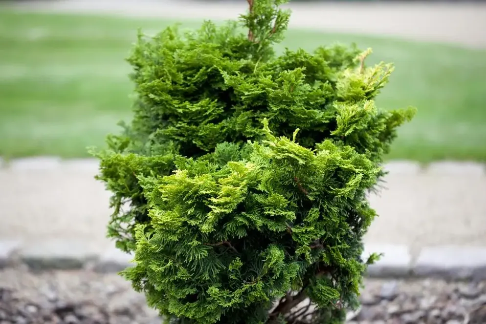 Chamaecyparis obtusa 'Nana Gracilis' (Schijn-cipres 'Nana Gracilis')