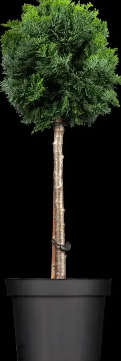 Chamaecyparis obtusa 'Nana Gracilis' (Schijn-cipres 'Nana Gracilis')