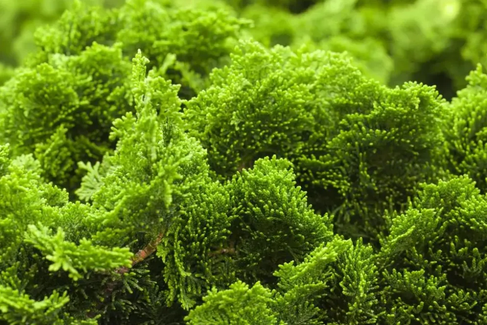 Chamaecyparis obtusa 'Nana Gracilis' (Schijn-cipres 'Nana Gracilis')