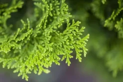 Chamaecyparis obtusa 'Nana Gracilis' (Schijn-cipres 'Nana Gracilis')