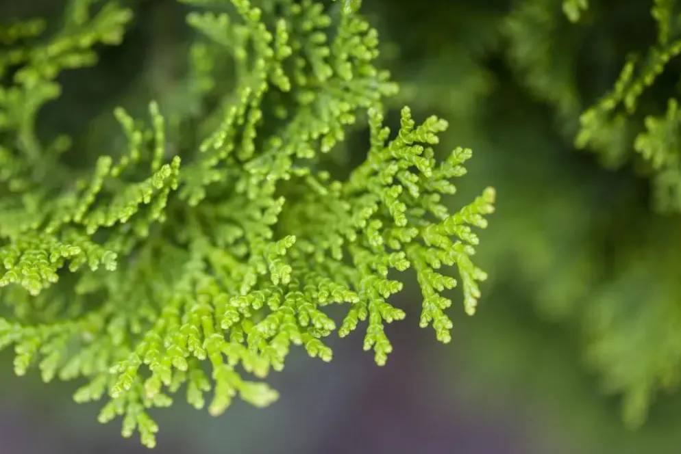 Chamaecyparis obtusa 'Nana Gracilis' (Schijn-cipres 'Nana Gracilis')