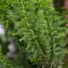 Chamaecyparis obtusa 'Teddy Bear' (Schijn-cipres 'Teddy Bear')