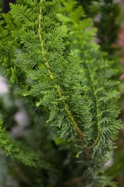 Chamaecyparis obtusa 'Teddy Bear' (Schijn-cipres 'Teddy Bear')