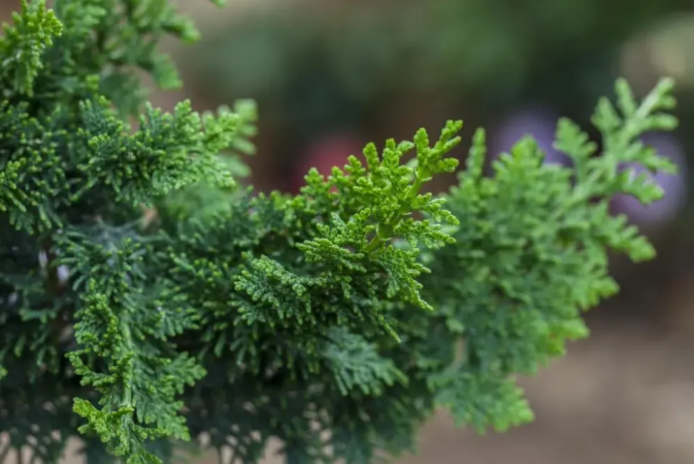 Chamaecyparis obtusa 'Teddy Bear' (Schijn-cipres 'Teddy Bear')