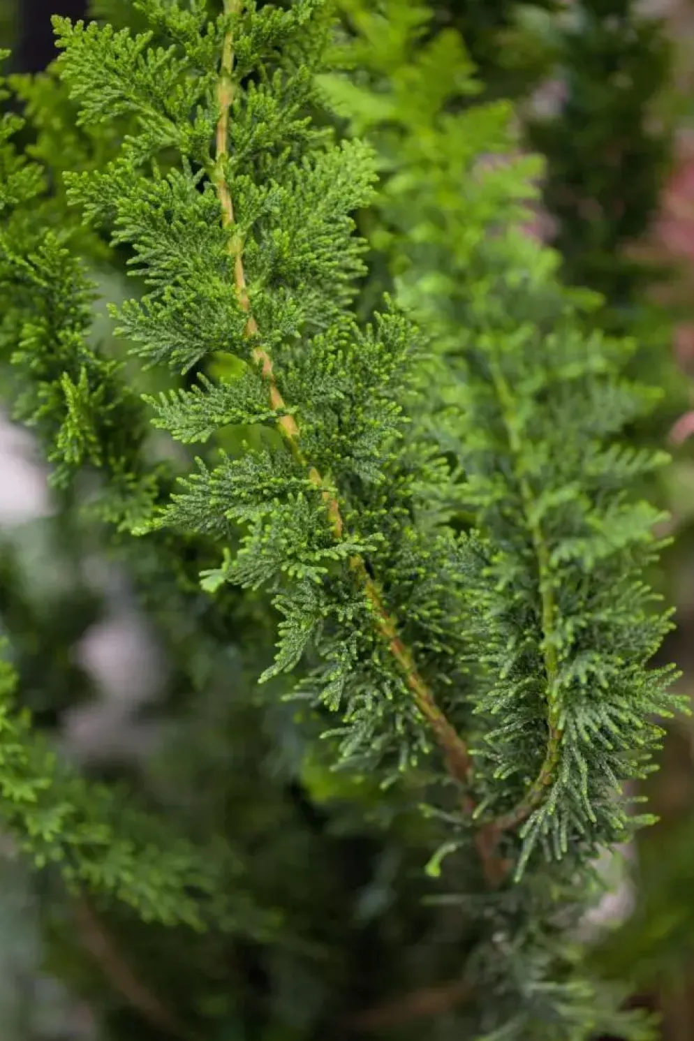 Chamaecyparis obtusa 'Teddy Bear' (Schijn-cipres 'Teddy Bear')