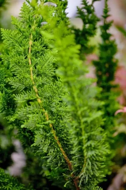 Chamaecyparis obtusa 'Teddy Bear' (Schijn-cipres 'Teddy Bear')