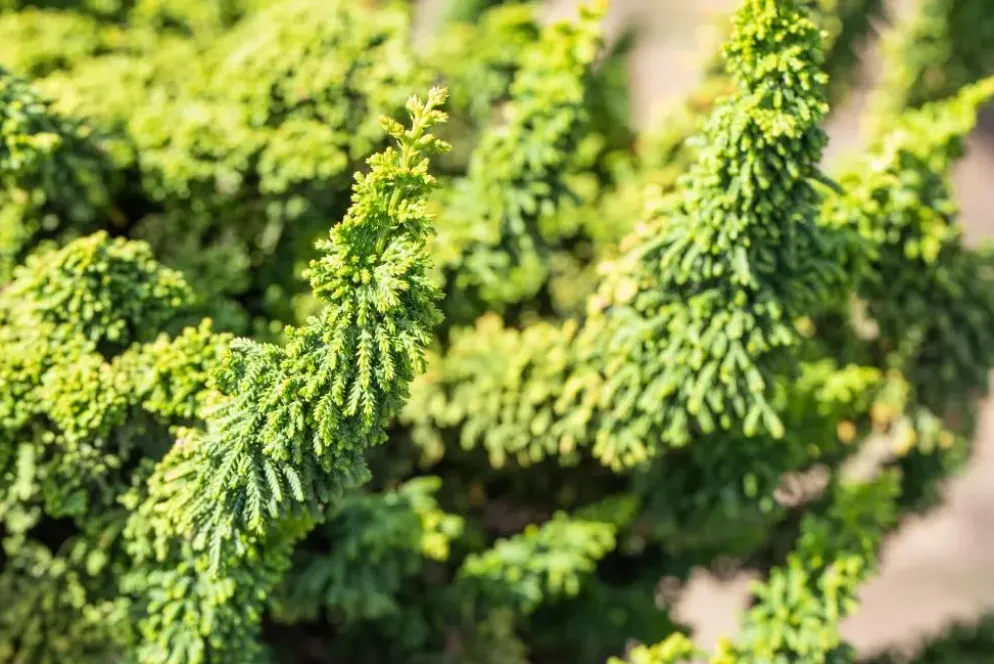 Chamaecyparis obtusa 'Teddy Bear' (Schijn-cipres 'Teddy Bear')