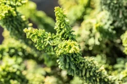 Chamaecyparis obtusa 'Teddy Bear' (Schijn-cipres 'Teddy Bear')
