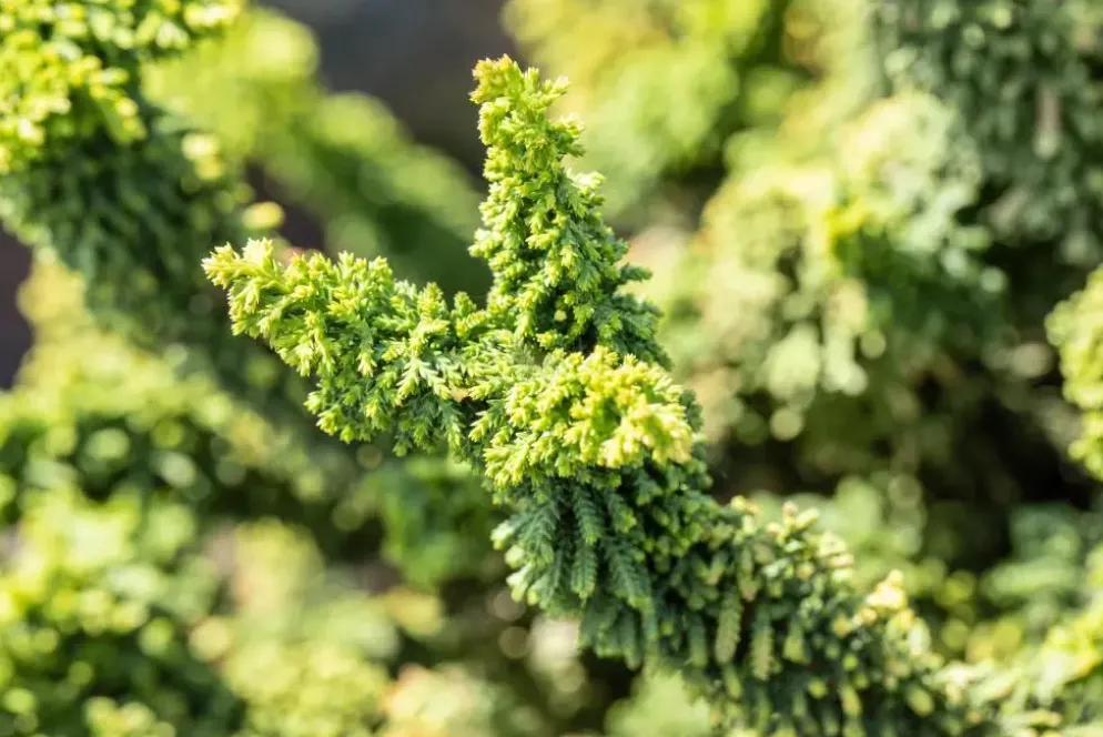Chamaecyparis obtusa 'Teddy Bear' (Schijn-cipres 'Teddy Bear')