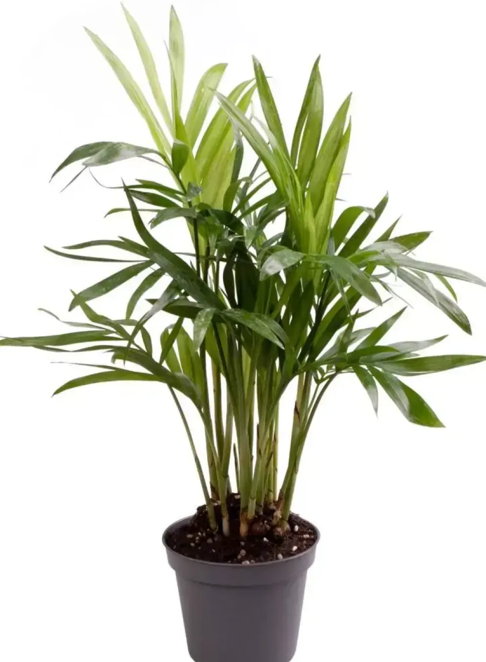 Chamaedorea elegans (Bamboepalm) 18cm
