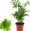Chamaedorea elegans (Bergpalm, Dwergpalm) 40cm