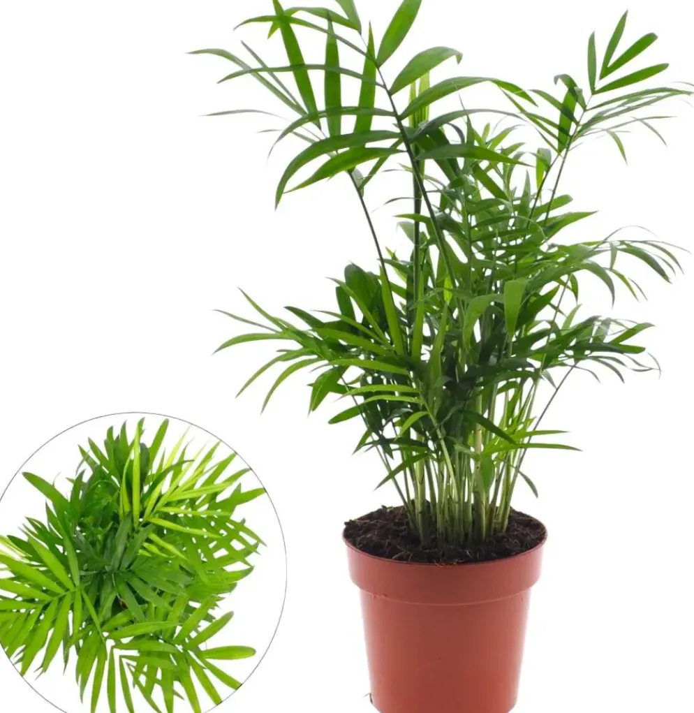 Chamaedorea elegans (Bergpalm, Dwergpalm) 40cm