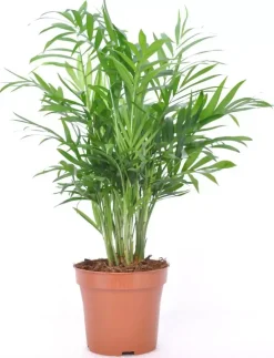Chamaedorea elegans (Bergpalm, Dwergpalm) 40cm