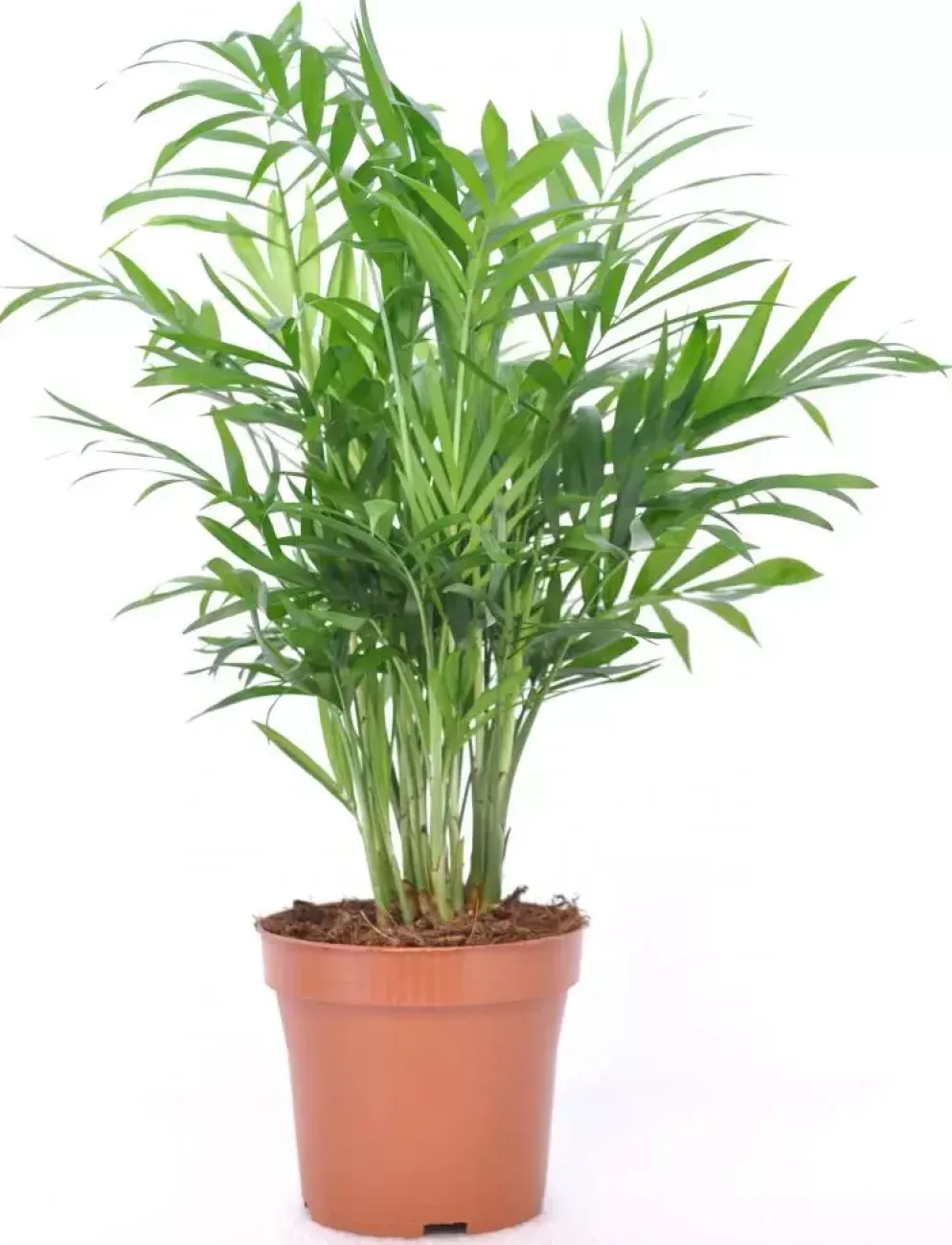 Chamaedorea elegans (Bergpalm, Dwergpalm) 40cm