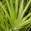 Chamaerops excelsa (Dwergwaaierpalm)