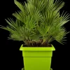 Chamaerops humilis 'Compacta' (Europese dwergpalm 'Compacta')