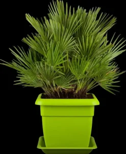Chamaerops humilis 'Compacta' (Europese dwergpalm 'Compacta')