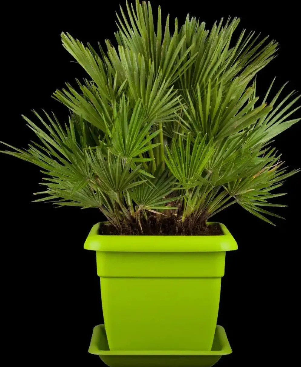 Chamaerops humilis 'Compacta' (Europese dwergpalm 'Compacta')