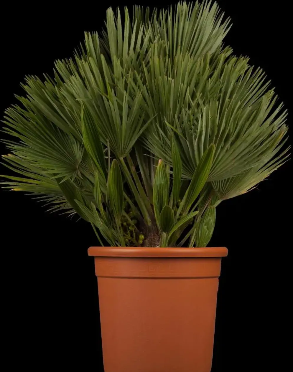 Chamaerops humilis 'Compacta' (Europese dwergpalm 'Compacta')