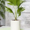 Chamaerops humilis (Dwergwaaierpalm)