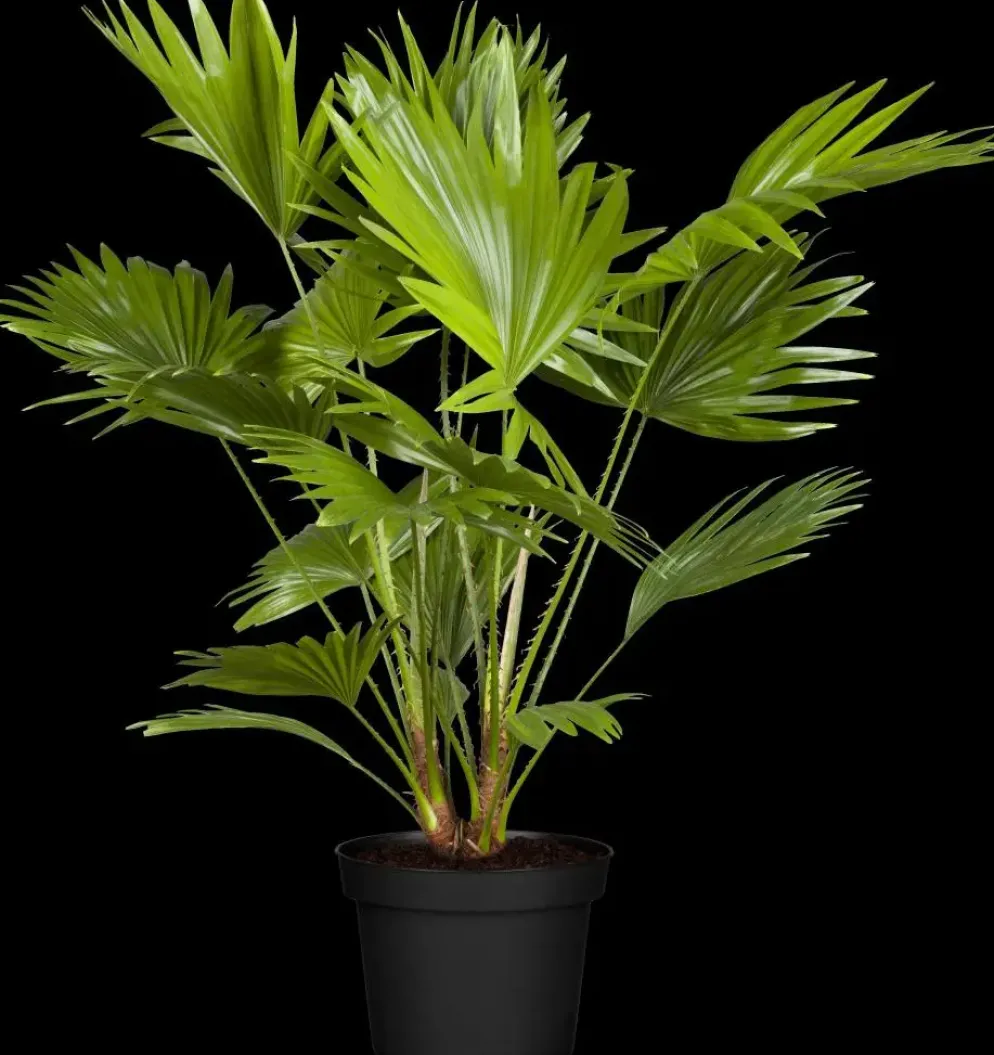 Chamaerops humilis (Dwergwaaierpalm)