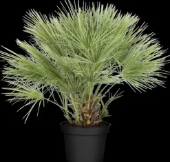 Chamaerops humilis (Dwergwaaierpalm)