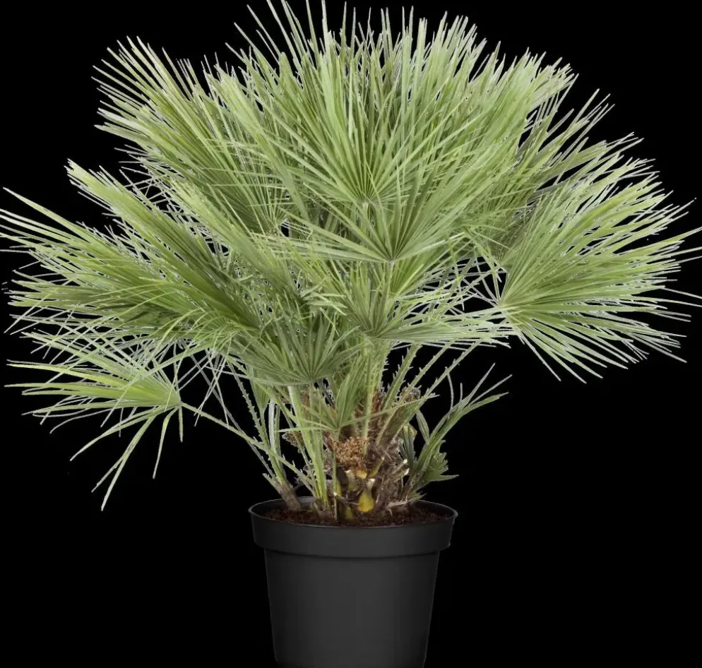 Chamaerops humilis (Dwergwaaierpalm)