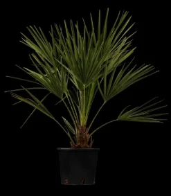 Chamaerops humilis (Dwergwaaierpalm)